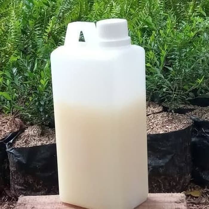 

MADU PUTIH I MADU HUTAN AL-FAJR 100% MURNI, BERGARANSI