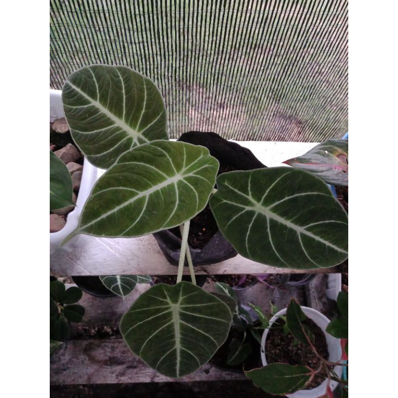 Keladi Tengkorak Alocasia Black Velvet