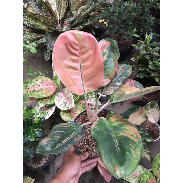 aglonema kochin eboni