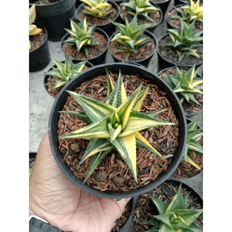 HAWORTHIA LIMIFOLIA VARIEGATA