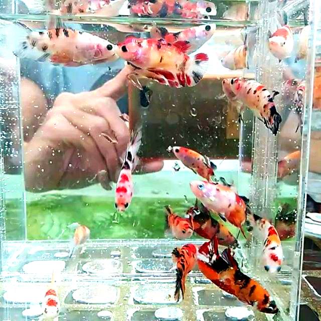 Cupang Koi Nemo Galaxy