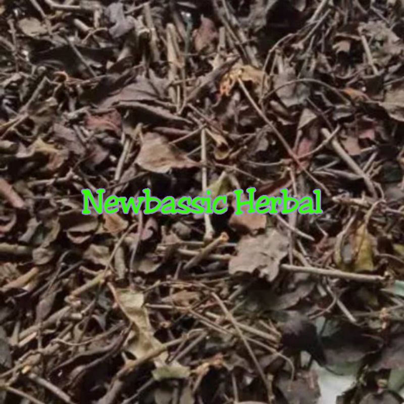 

benalu kopi kering alami herbal