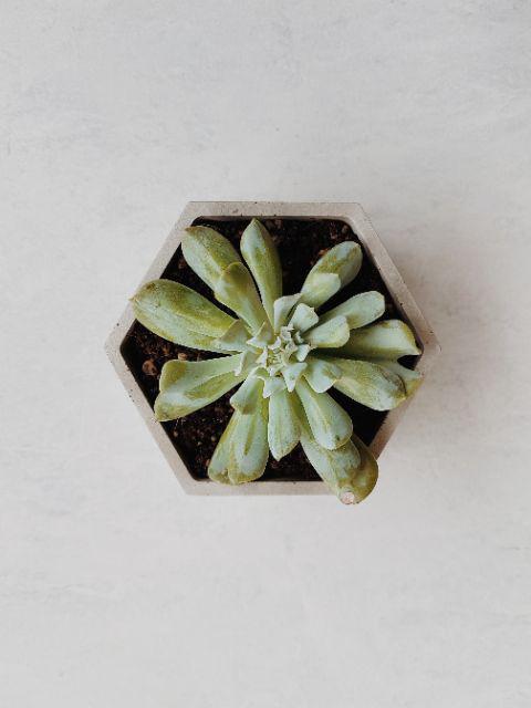 Pot Mini Sukulen/kaktus Segi Enam D:7 Cm