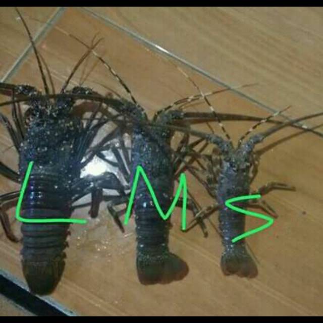 Lobster laut beku size s
