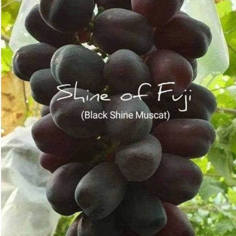 bibit anggur black shine muscat valid