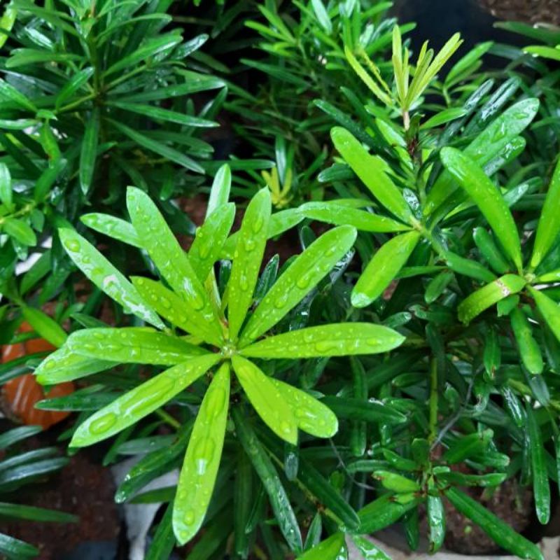 tanaman hias lohansung Taiwan - bahan bonsai lohansung Taiwan