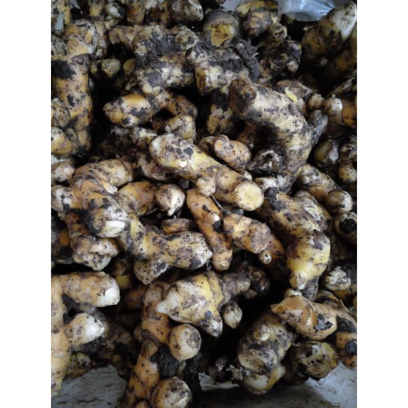 

temu lawak kebon(mojokerto)