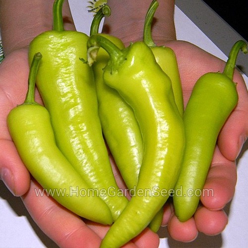 Benih Cabai Sweet Banana - Sweet Pepper - Home Garden Seed