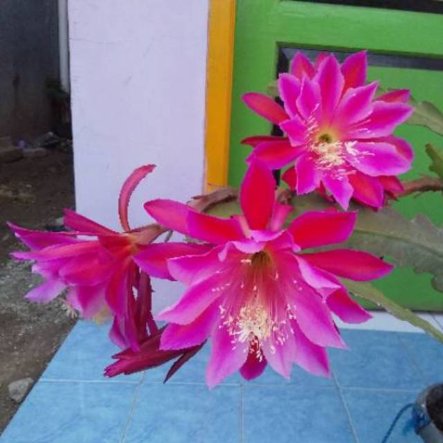 wijaya kusuma california dream