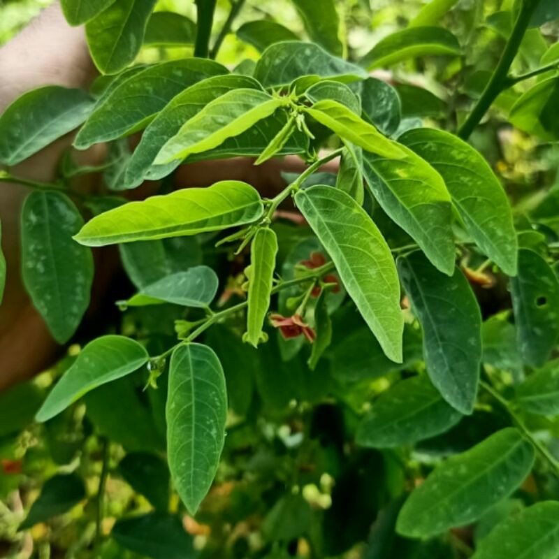 

jual daun katuk segar presd