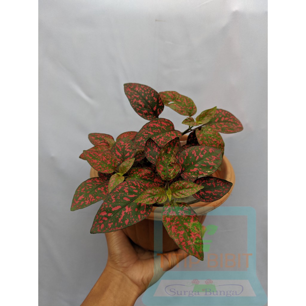 Tanaman Daun Hipotes Merah Maroon