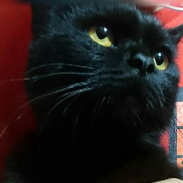 anisadarozahnuraulia12