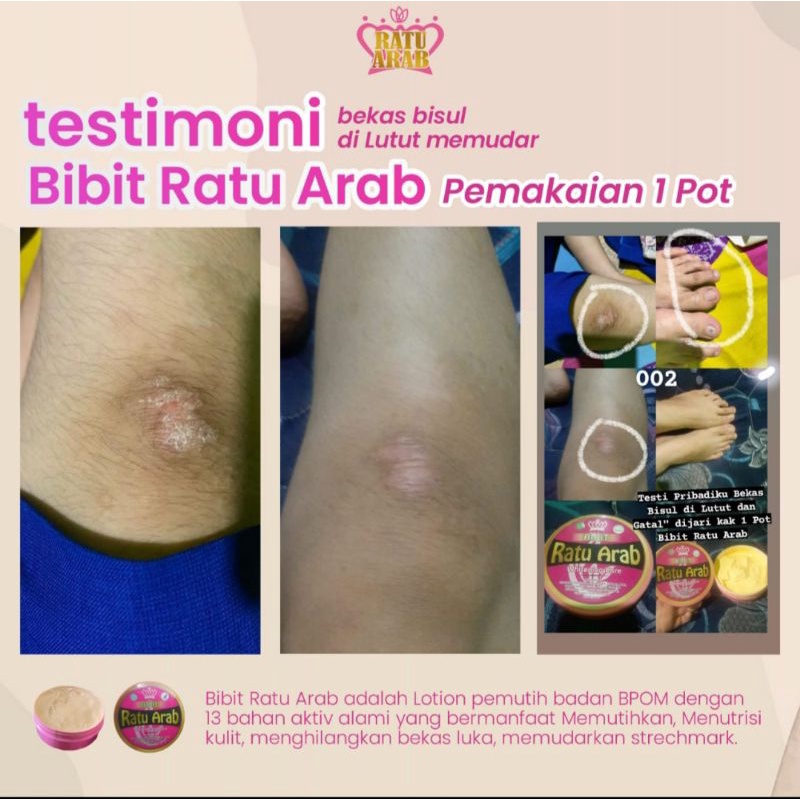 bibit ratu arab original (250 gr/pot)