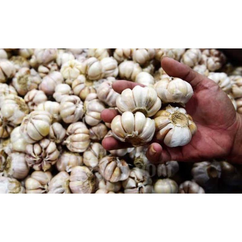 

Bawang putih ukuran 1kg