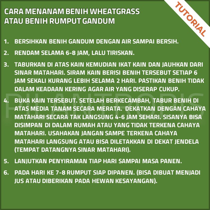 BENIH WHEATGRASS 1KG BIBIT RUMPUT GANDUM UNTUK KUCING BIJI WHEAT GRASS MICROGREEN SEED CAT GRASS