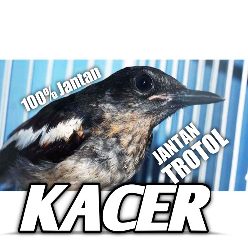 Burung Kacer Trotolan jantan Kalimantan cakep