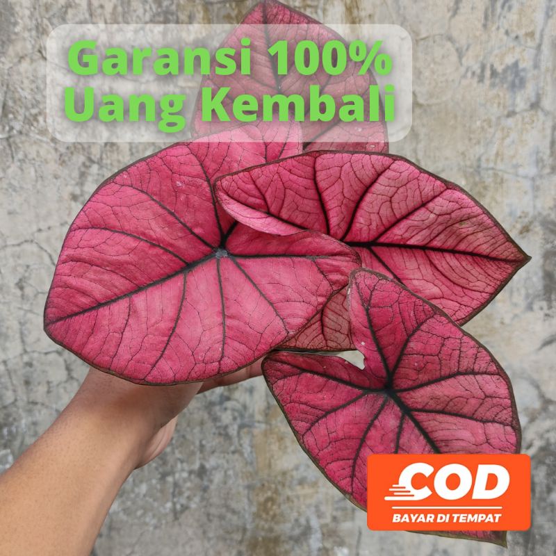 BISA COD Keladi Caladium Hybrid NC Ungu - Tanaman Hias Daun Pohon Bunga Hidup Murah Merah Pink Putih