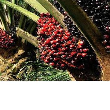 ♣ ❤️ Albani ❤️ Pupuk Borate Cap Tawon - Pupuk Perkembangan Tanaman - Pencegah Kerdil - Borate - Bora