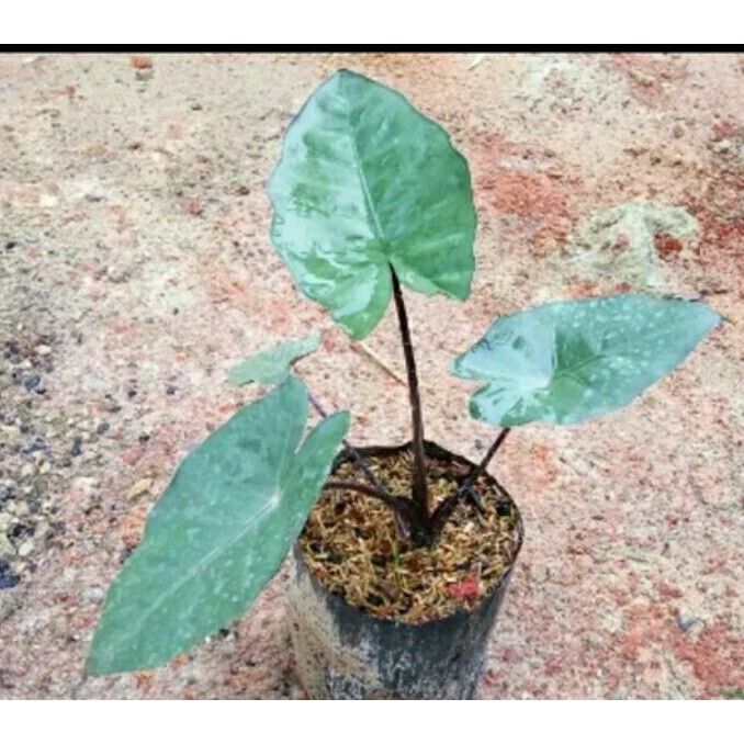 Keladi Hitam Sente Hitam Sente Ireng Senthe Hitam Alocasia Black Jack Shopee Indonesia