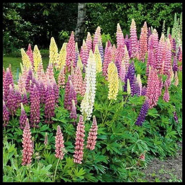 Biji Bunga Lupine Mix - Bibit Tanaman Pohon Bunga Lupine Mix - Bunga Lupine Mix - COD