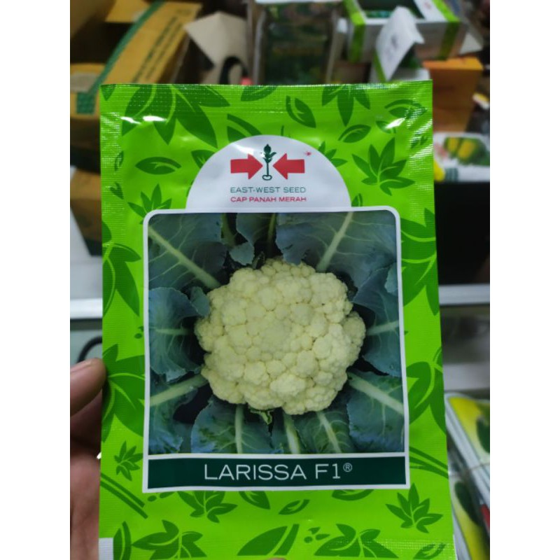 BUNGA KOL PM LARISSA / BROKOLI PM LARISSA / Brokoli panah merah