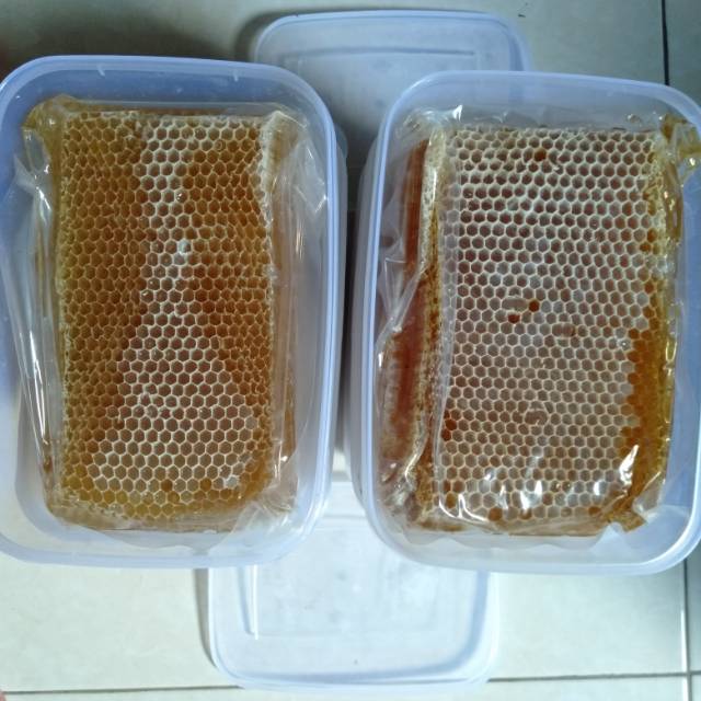 

Madu sarang melifera