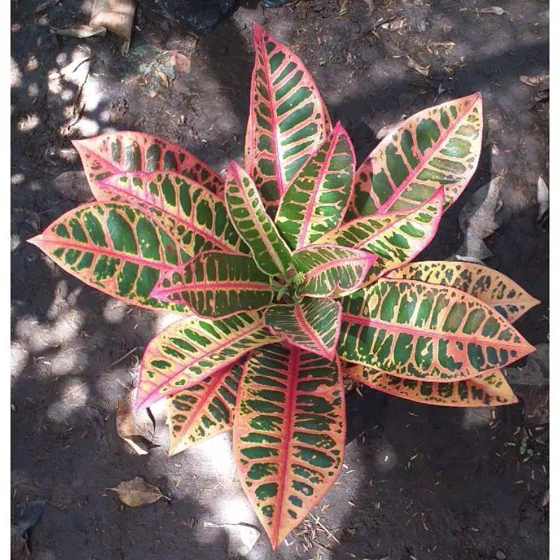 Tanaman Hias Puring Grace Pink