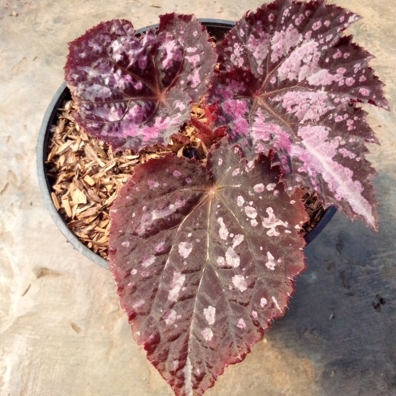tanaman hias begonia Rex ungu