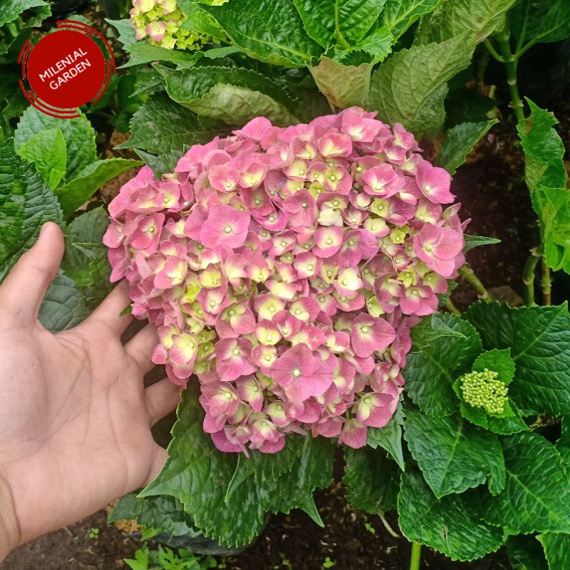 TANAMAN HIAS HORTENSIA IMPORT - BUNGA BRONDONG IMPORT