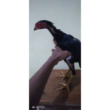 anakan pakhoy vip super trah import