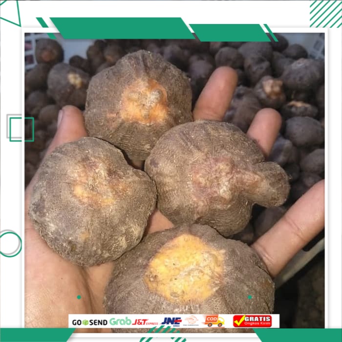 Bibit Porang Katak Super Dorman Katak Porang Berkualitas Murah Bergaransi 1 Kg