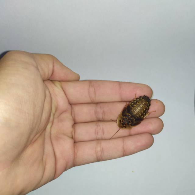 Kecoa Dubia ukuran 3 cm