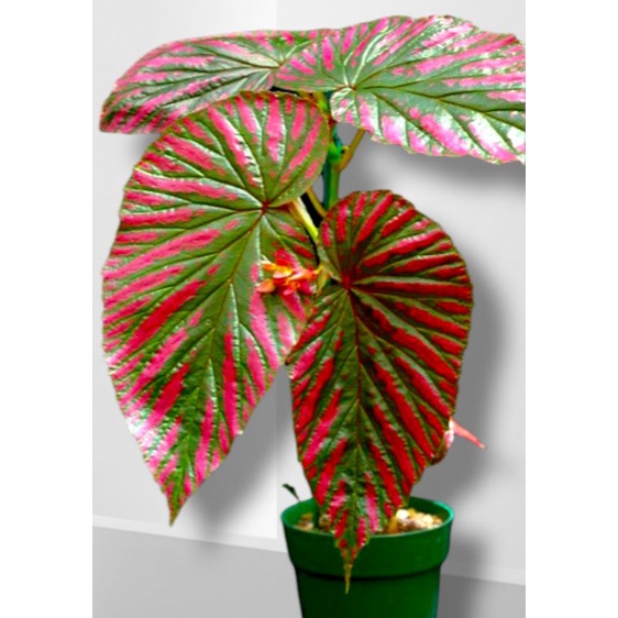 Begonia Re Walet / Begonia Brevimirosa