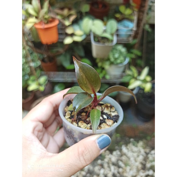 Philodendron red heart 1001