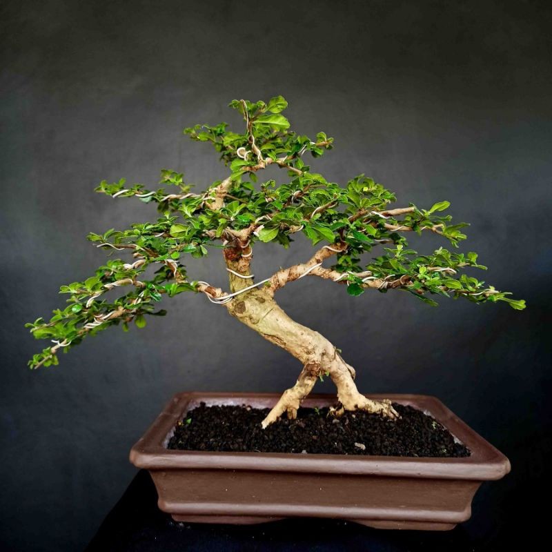 Bonsai Tanaman Pohon Hokianti Gaya Natural
