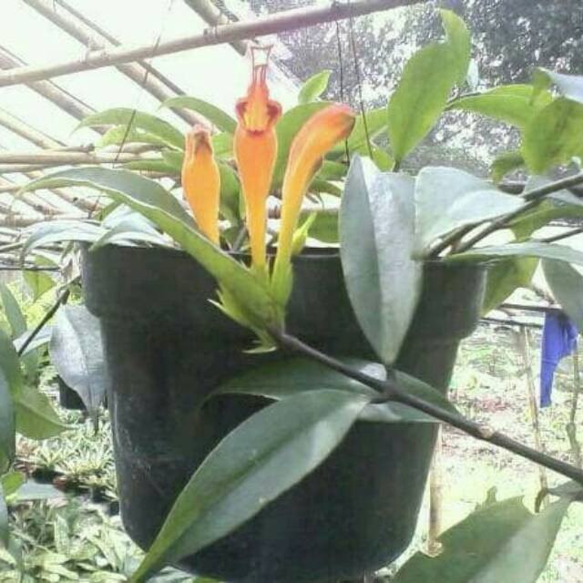 Tanaman hias gantung lipstik bunga orange