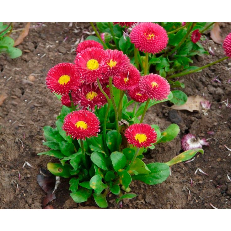 Benih Bibit Biji - Bunga English Daisy Mix Bellis perennis Pomponette Flower Seeds - IMPORT