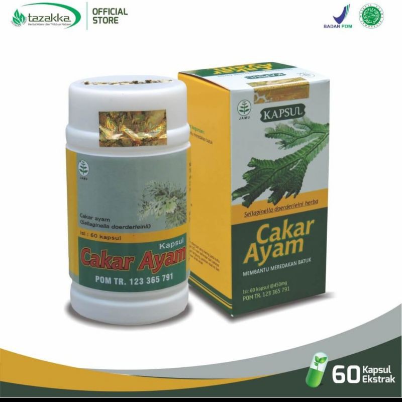 

kapsul ekstrak daun cakar ayam Tazakka herbal