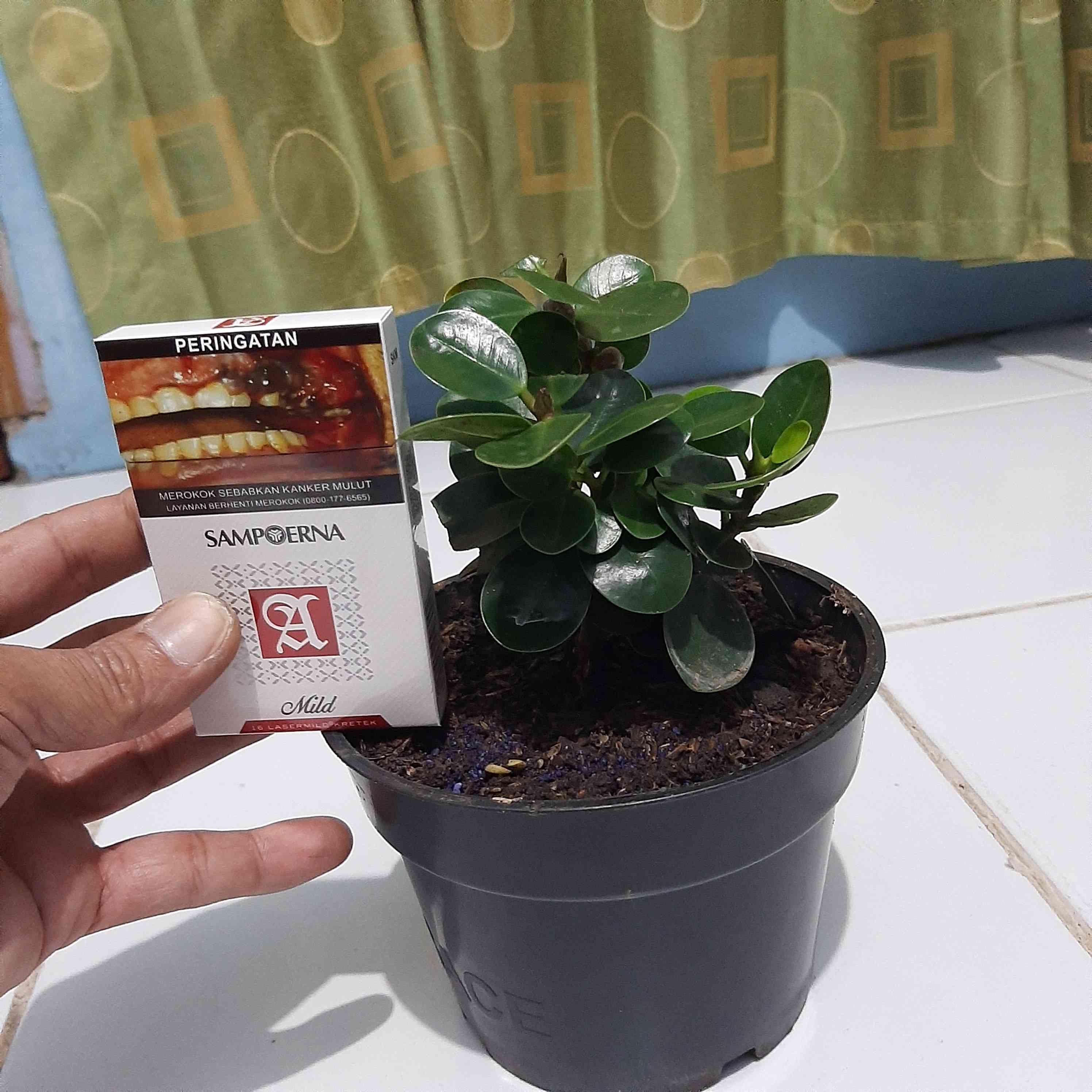 Bibit Beringin Dolar Mangkok Ori