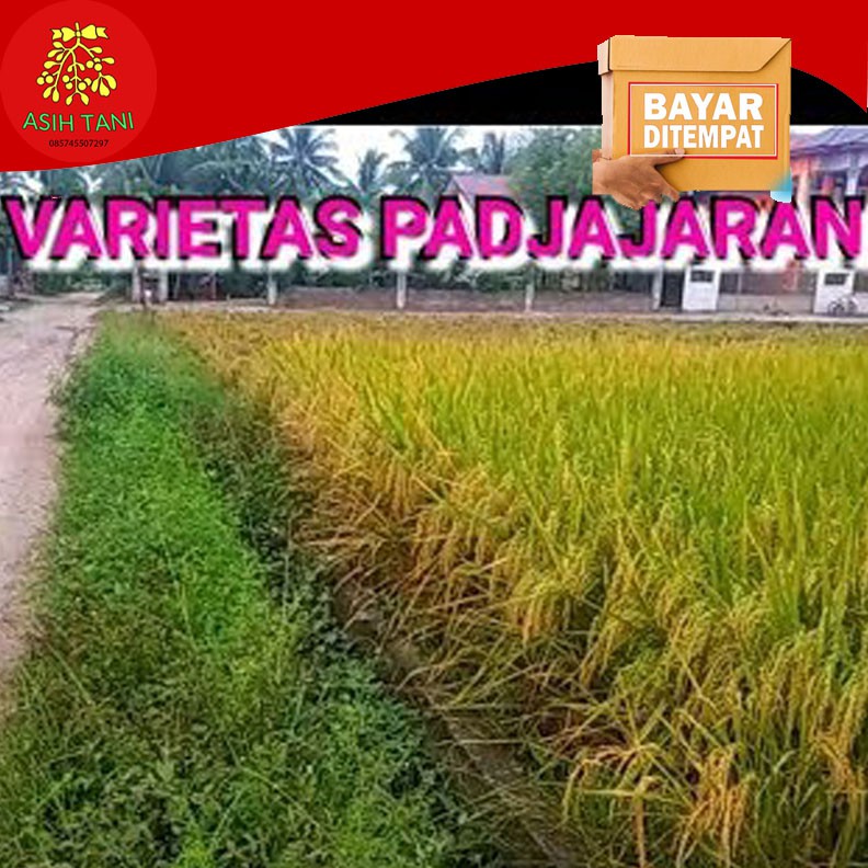 Benih Padi Padjajaran Agritan / Bibit unggul 5kg