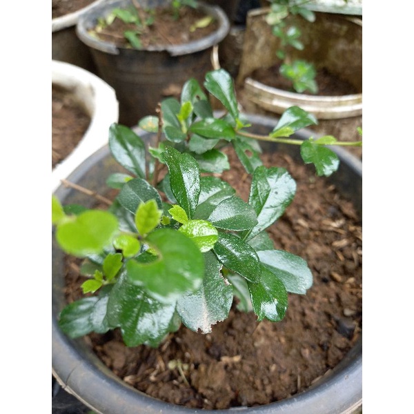 bibit bonsai Hokiantea Carmona Retusa