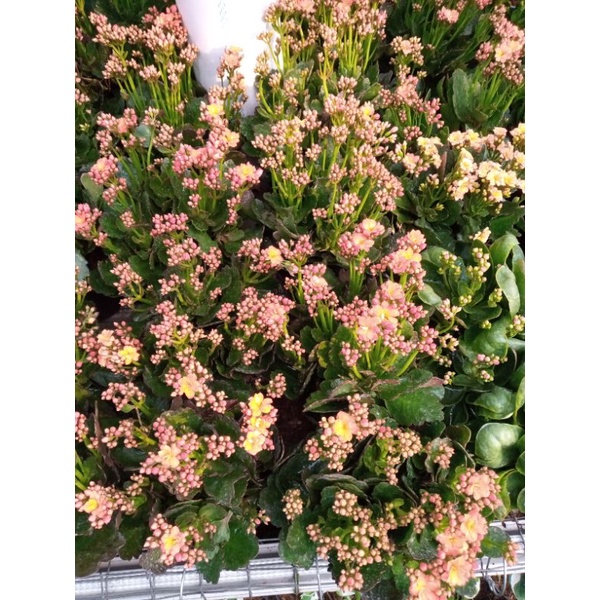 tanaman hias caladiva/cocor bebek orange bunga tumpuk