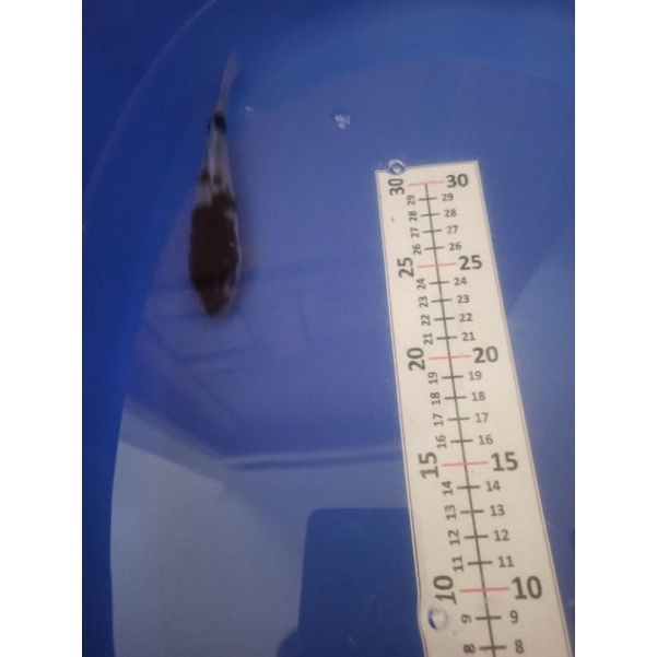 ikan koi budho goromo F1 anakan impor Jepang bergaransi pengiriman