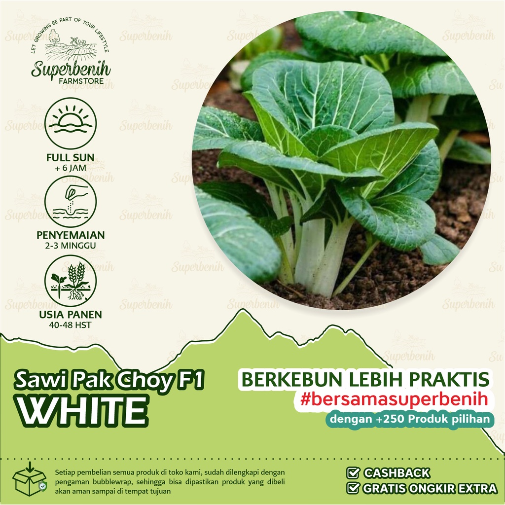 Jual 100 Biji Benih Sawi Pak Choy White Pak Choy Putih Indonesia