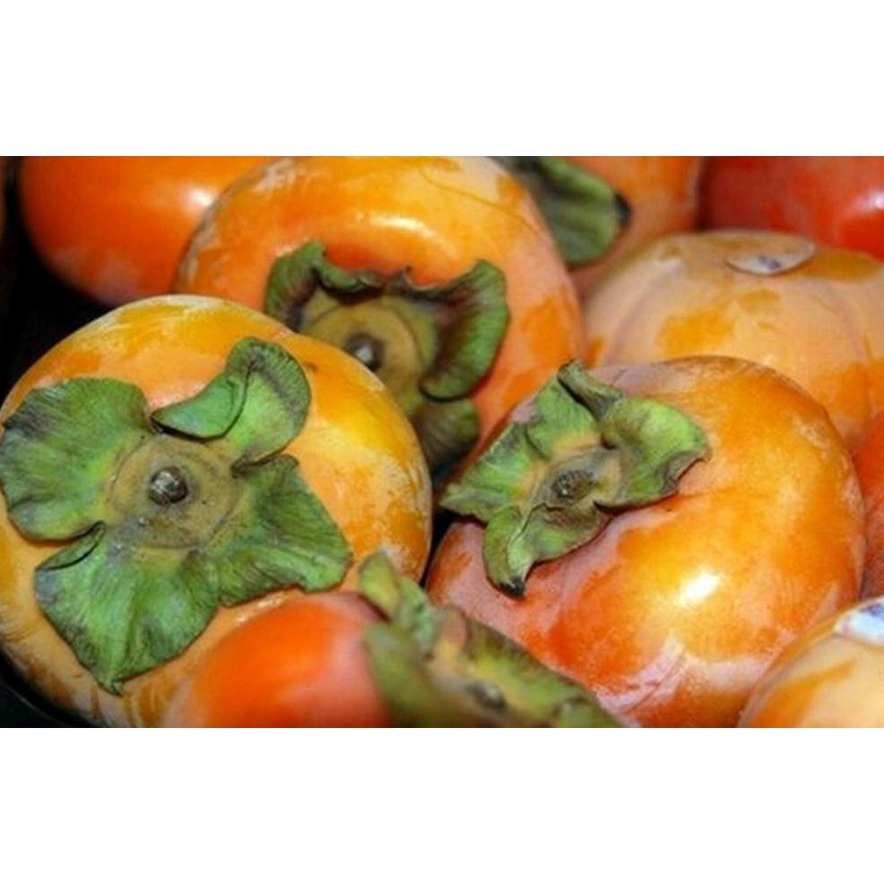 Cod Bibit Buah Kesemek Super Jumbo Bkk