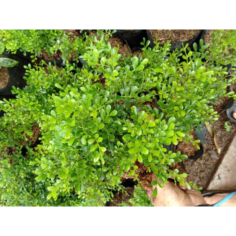 Tanaman hias kemuning Mikro-kemuning mini realpick BELI 5 GRATIS 1