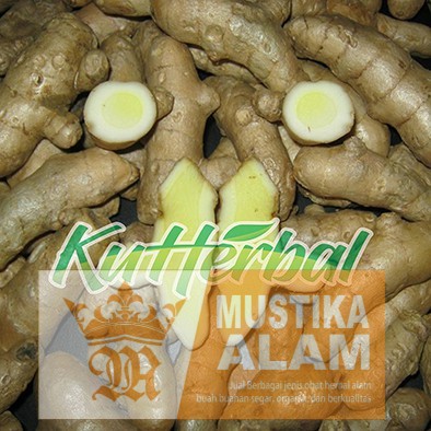 

Temu Putih Kunyit putih Segar 500gram curcuma zeoadiaria