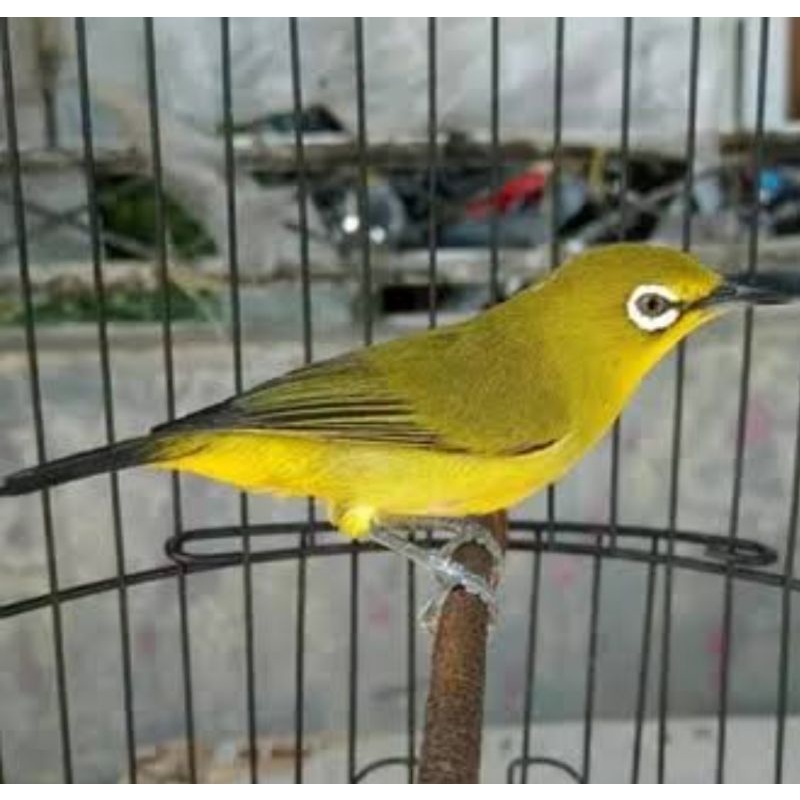 PLECI PACITAN MULUS PILIHAN JANTAN