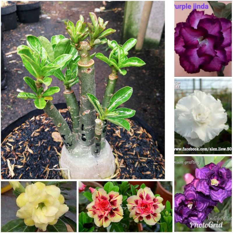 Aenium Kamboja grafting 5 warna size D