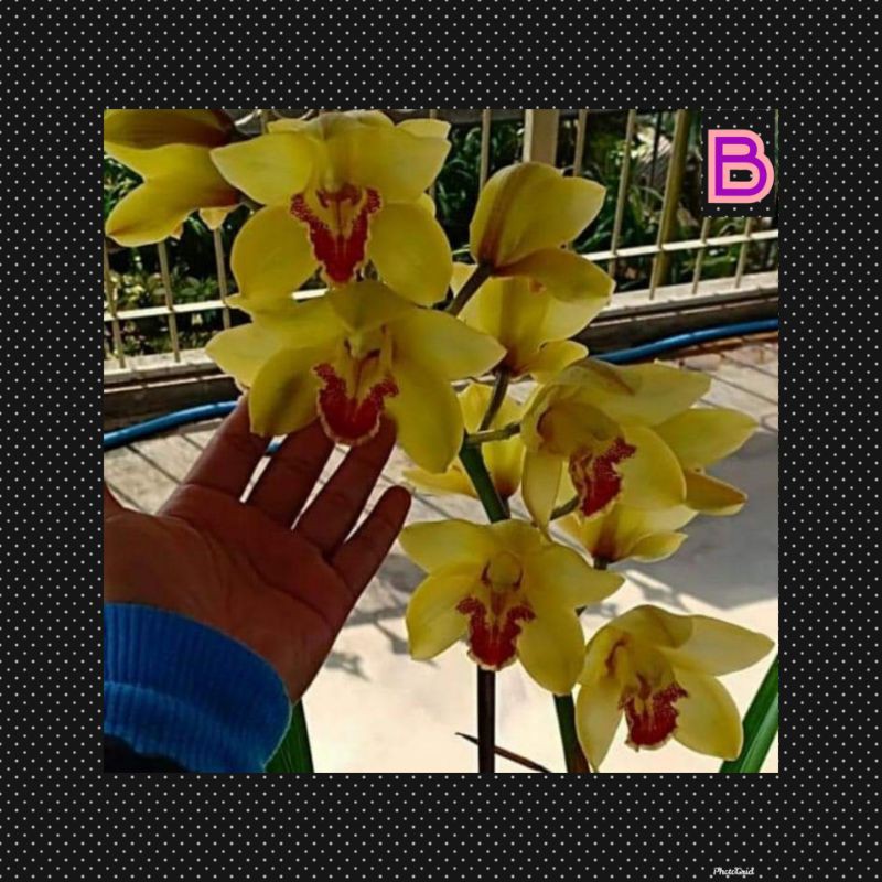 anggrek cymbidium australia
